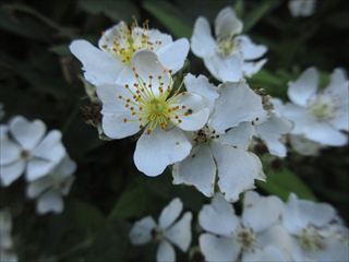 ノイバラ